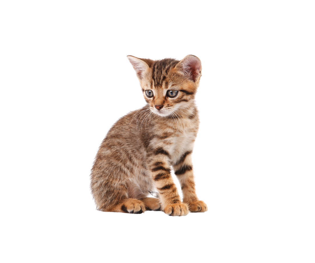 A kitten is sitting down