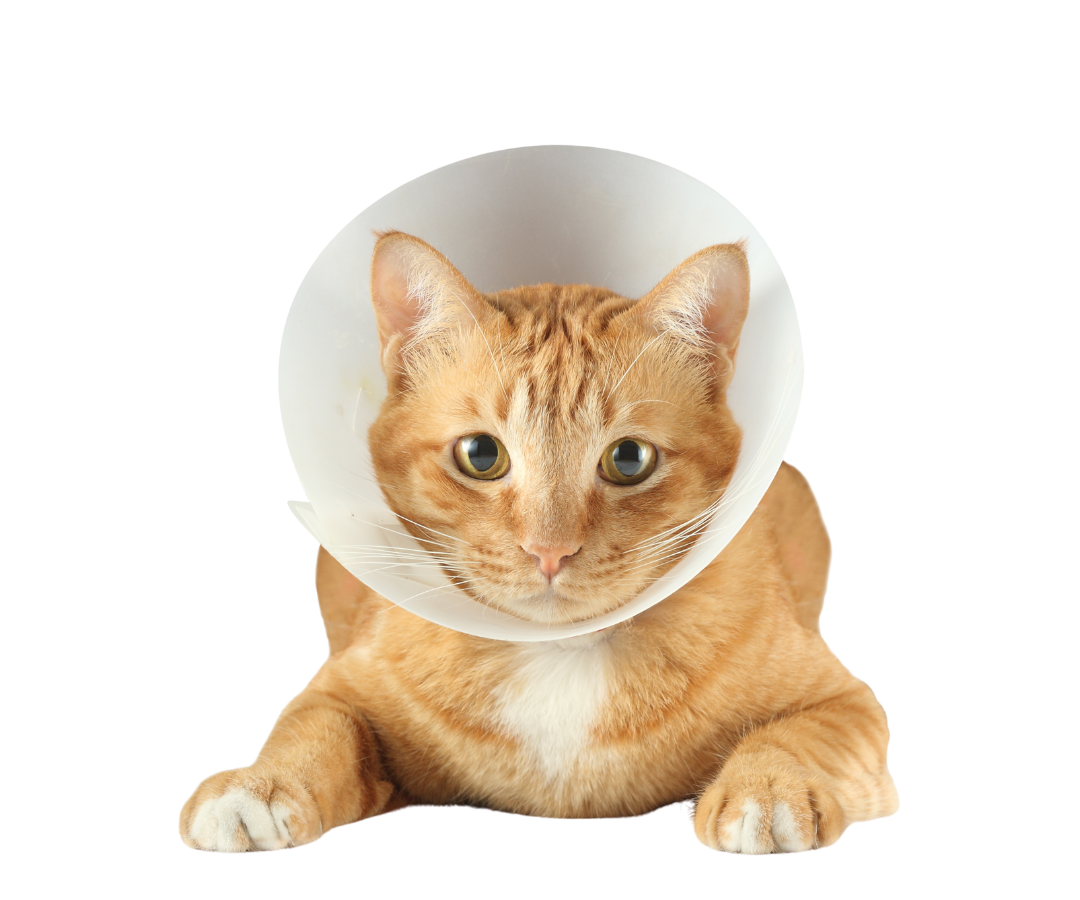 A cat is wearing cone A cat wearing a protective cone around its neck