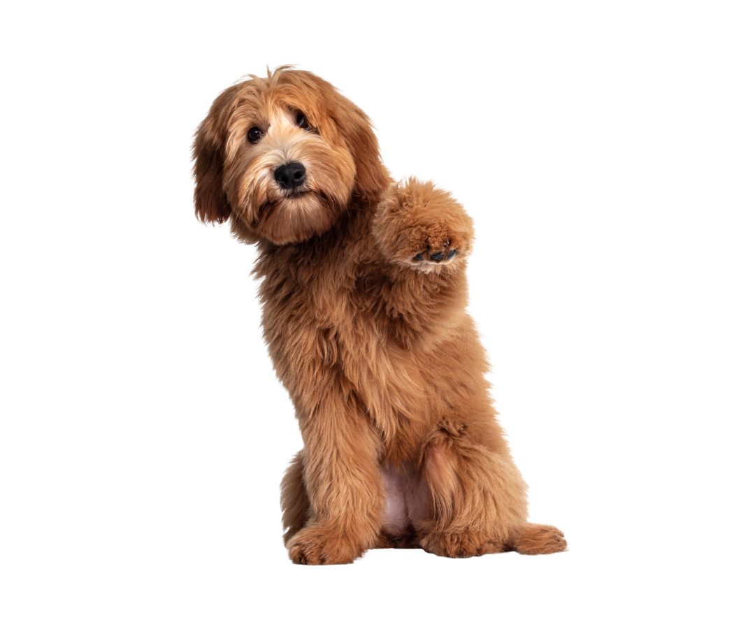 A dog is sitting down A dog is sitting down