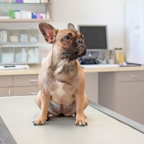 A dog is sitting on the examination table