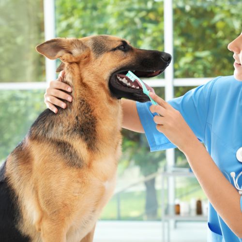 A vet is brushing dogs teeth