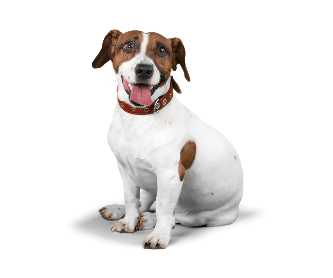 A white dog is sitting down A white dog is sitting down
