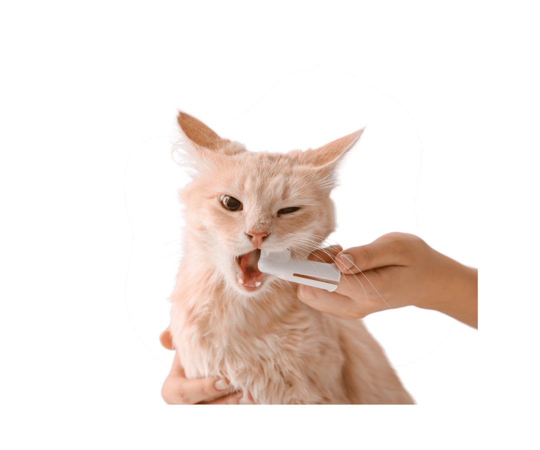 A person is brushing cat's teeth A person is brushing cat's teeth