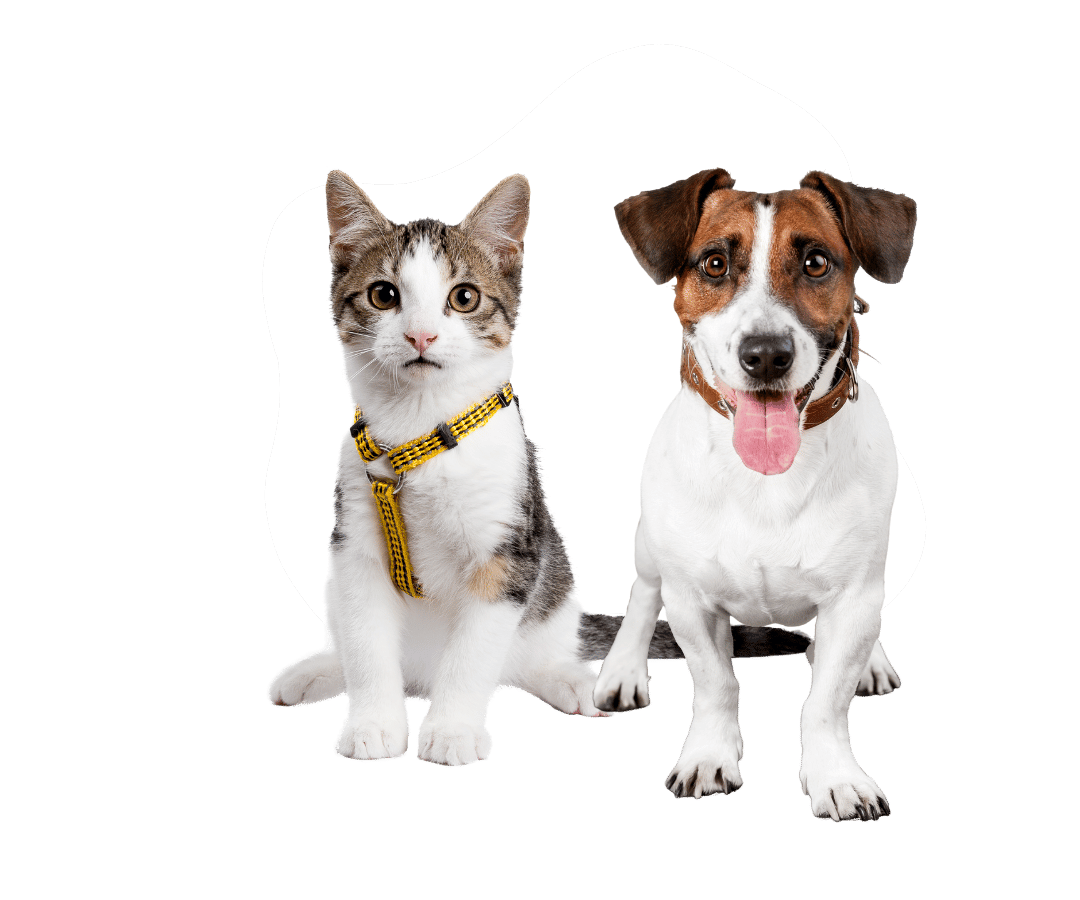 A dog and a cat is sitting down together