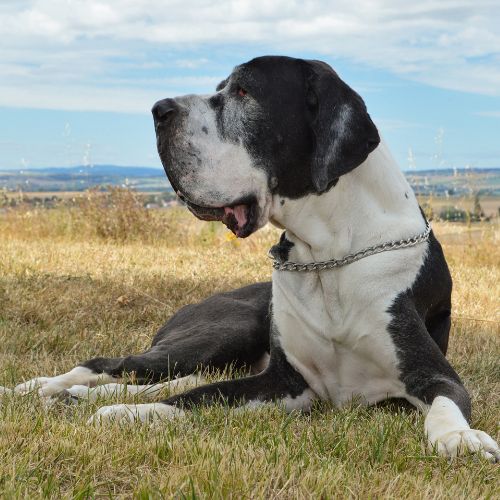 Great Dane dog is lying on the grass