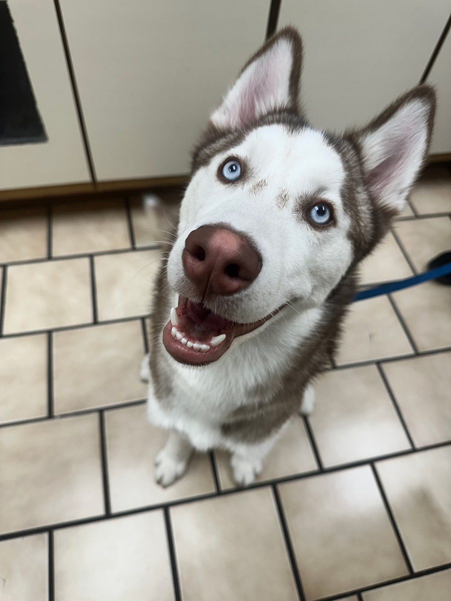 IMG_8169 Smiling blue-eyed Siberian Husky on a tiled floor
