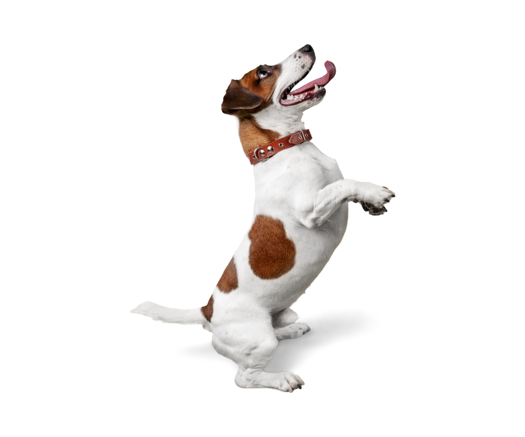 Jack Russell Terrier Standing on Two Feet