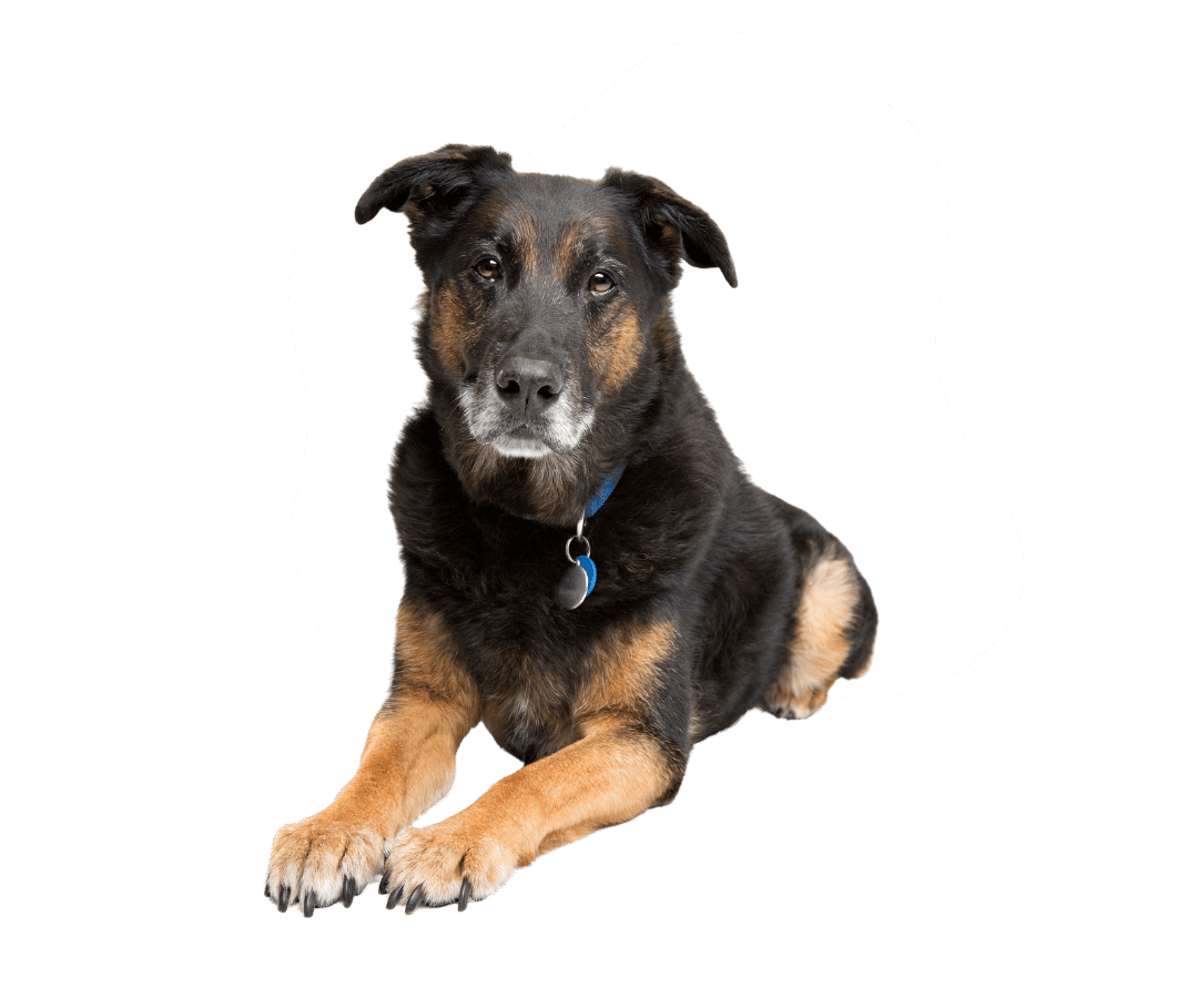 A dog is sitting down A dog is sitting down