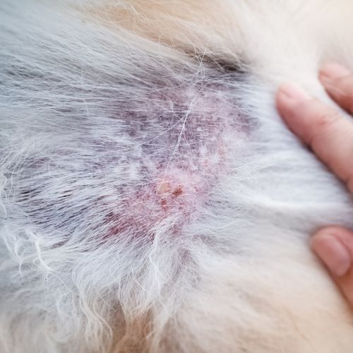 The disease on dog's skin