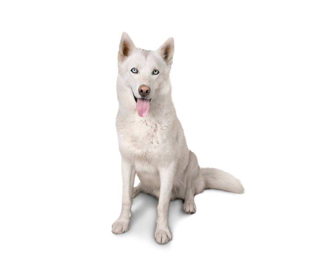 White Husky is sitting down White Husky is sitting down