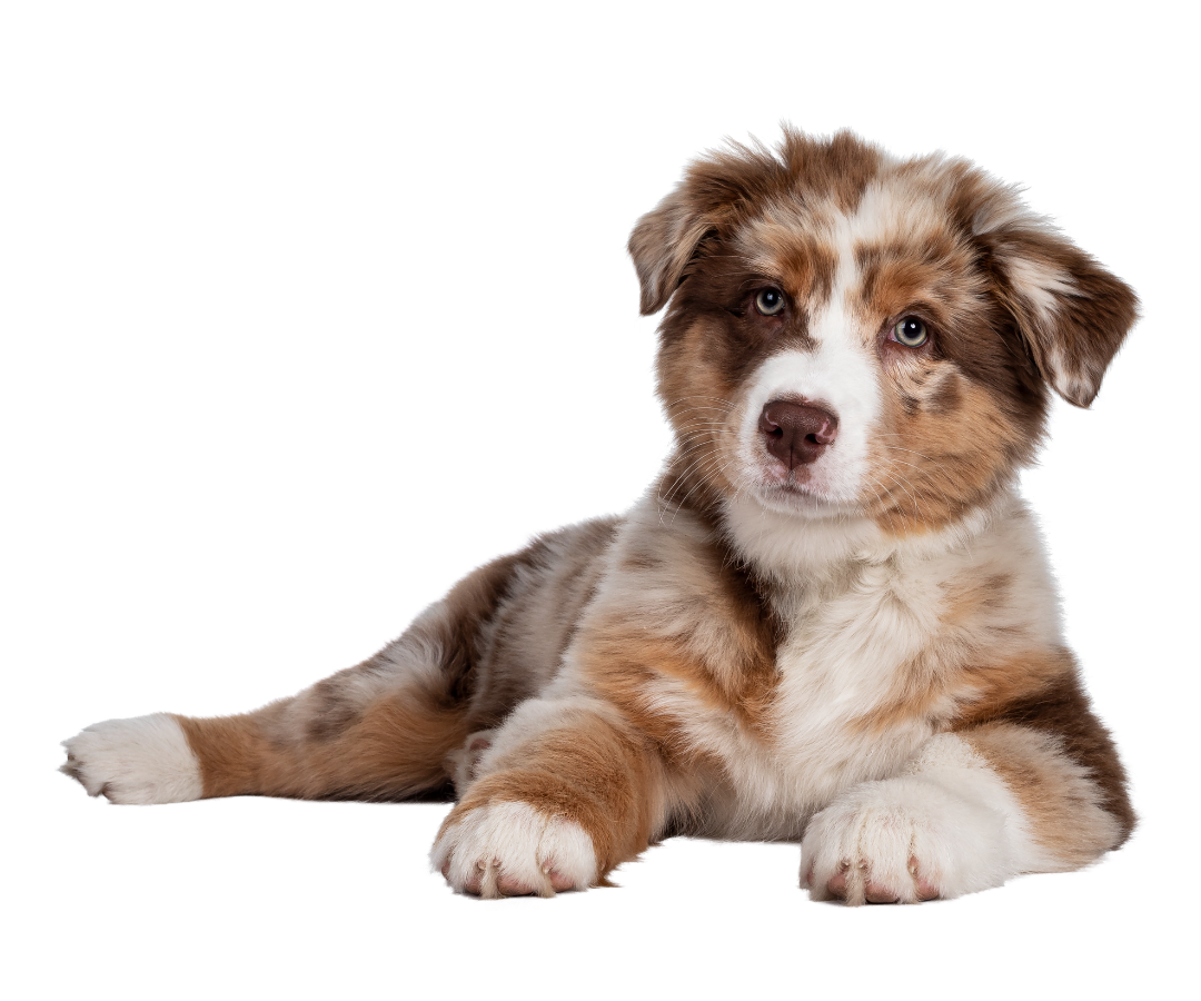 A dog is lying down A dog is lying down