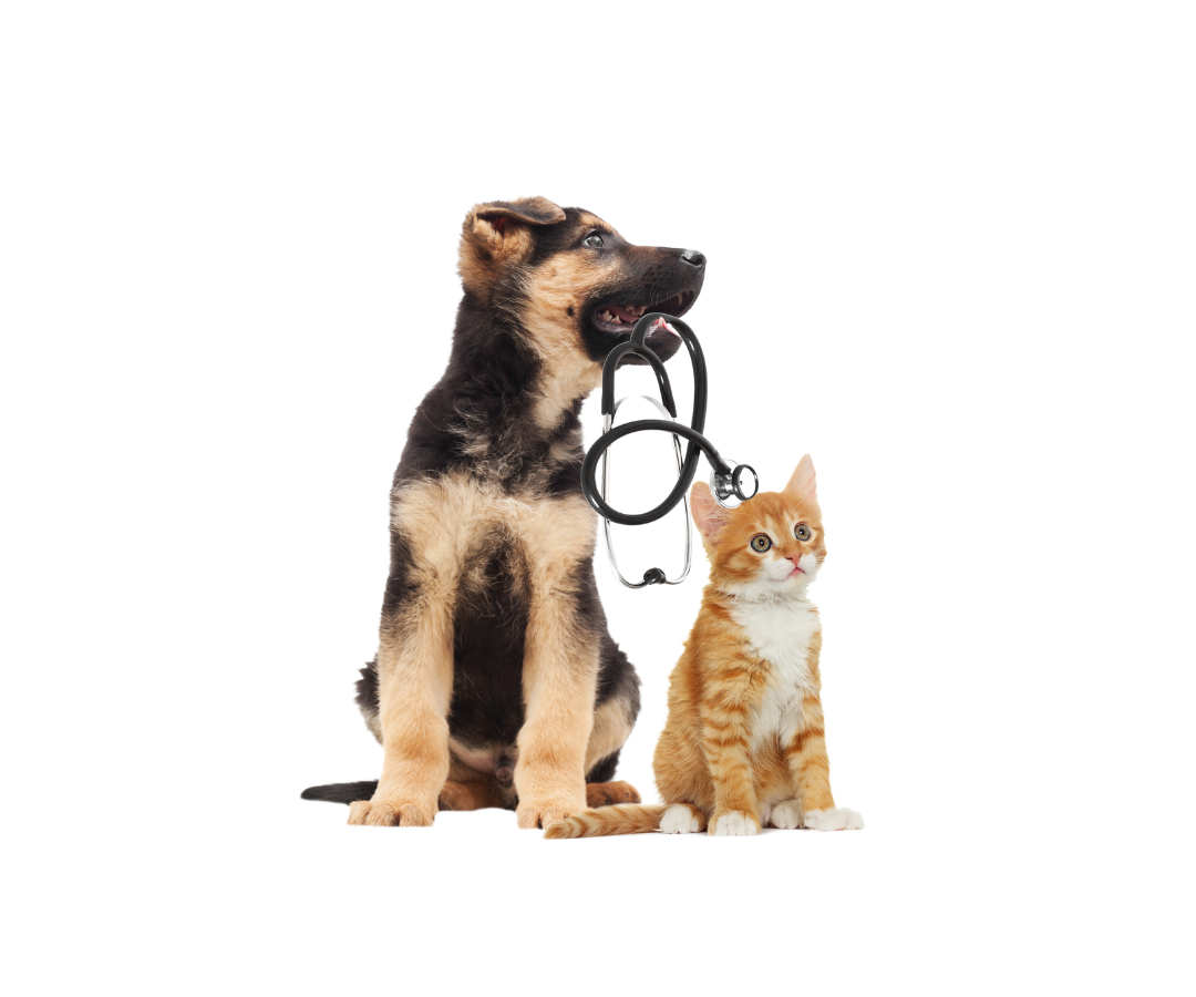 puppy holding a stethoscope and sitting beside cat puppy holding a stethoscope and sitting beside cat