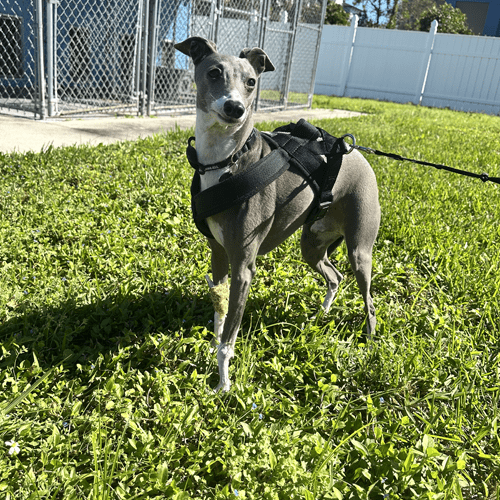 Dental hygiene is essential healthy dog stand on green grace