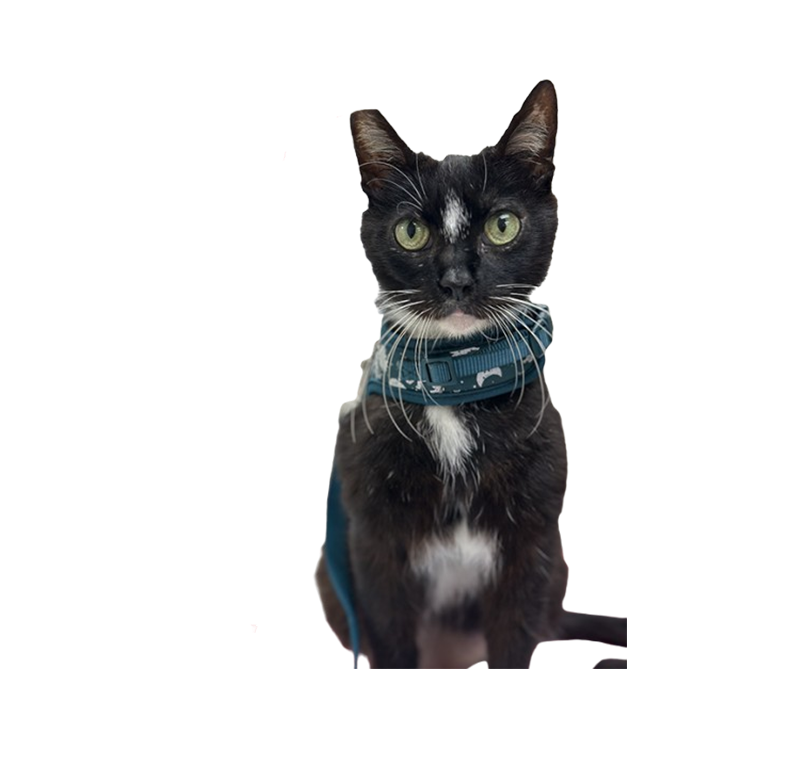 loving-hearts-pet-hospital Loving Hearts Pet Hospital