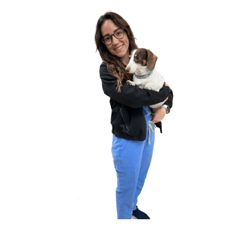 veterinary dog
