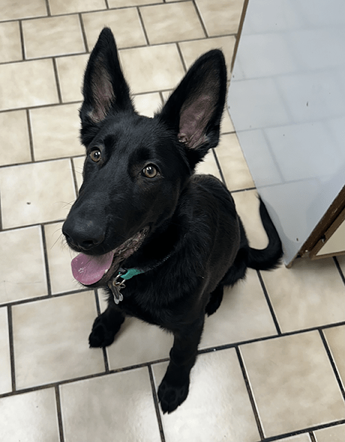 wellness care black dog