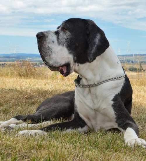 Great Dane dog is lying on the grass