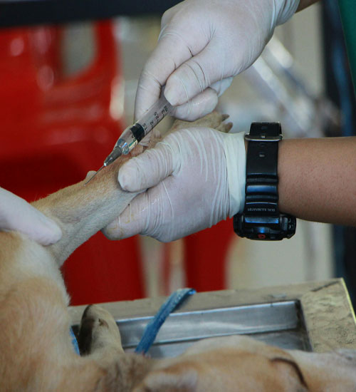 Pet wellness vaccinations service