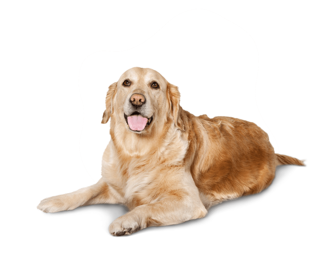 A dog is sitting down