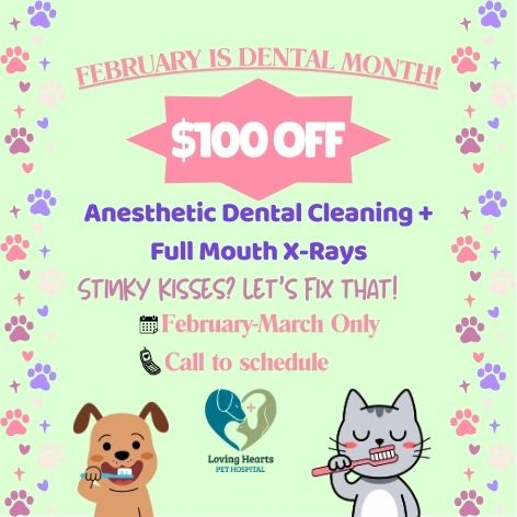 February Is Dental Month